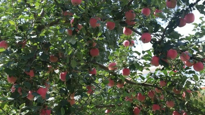 新疆苹果最新报价今天新闻正宗的阿克苏苹果有哪些特征-第1张图片-果博